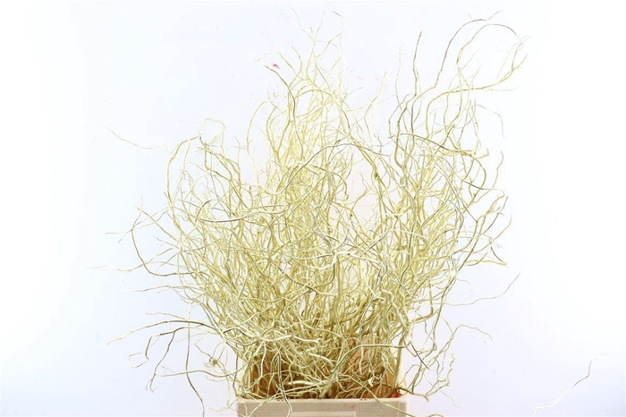<h4>Salix Klbh Gold P Bunch</h4>