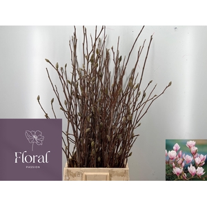 MAGNOLIA GRANDIFLORA