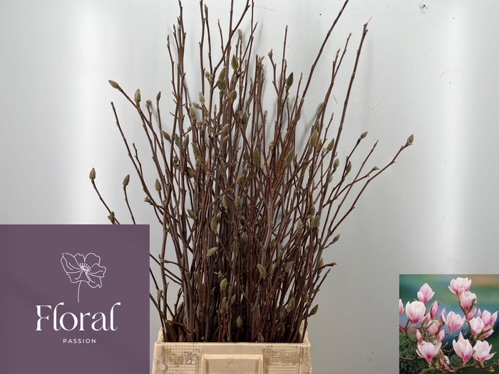 <h4>MAGNOLIA GRANDIFLORA</h4>