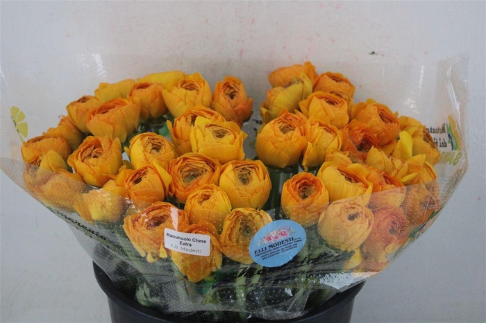 <h4>Ran Cloni Sup Pareo</h4>