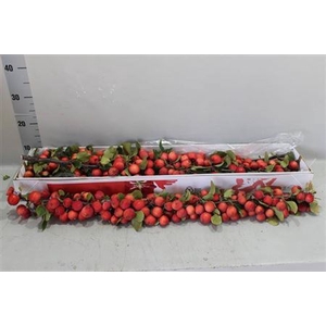 F - Malus Ov Tak 90cm