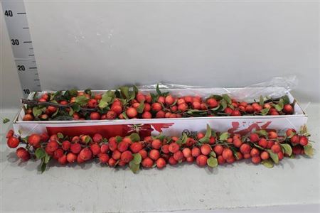 <h4>F - Malus Ov Tak 90cm</h4>
