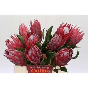 PROTEA CY MADIBA