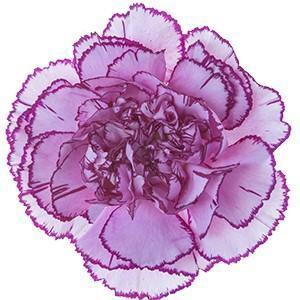 <h4>Dianthus st royal damascus</h4>