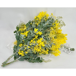 Acacia Denis Boden 150gr Flowering Bag