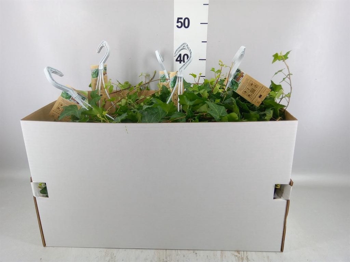 <h4>Hedera helix 'Pittsburgh'</h4>