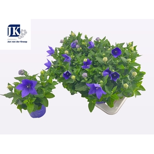 PLATYCO GR ASTRA BLU