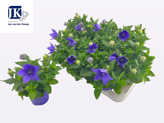 <h4>PLATYCO GR ASTRA BLU</h4>