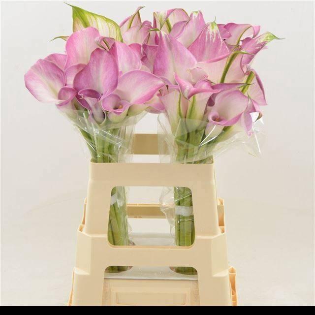 <h4>ZANT DENVER</h4>