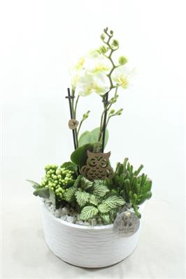 <h4>PH04 STELLA WHITE</h4>