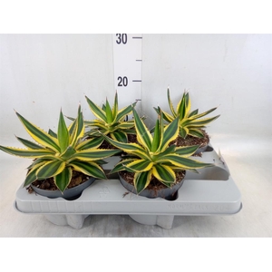 Agave lophantha 'Quadricolor'