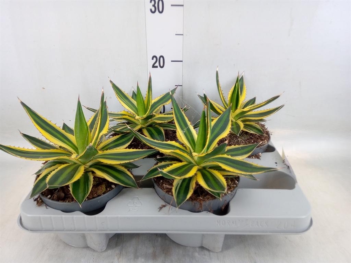 <h4>Agave lophantha 'Quadricolor'</h4>