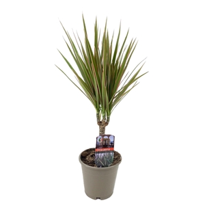 Dracaena marginata Bicolor