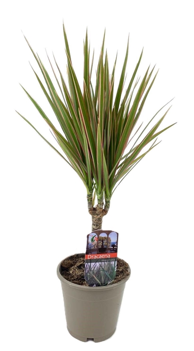 <h4>Dracaena marginata Bicolor</h4>
