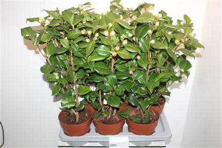 <h4>Came J Dr King 20+</h4>