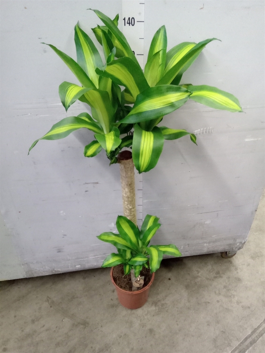 <h4>Dracaena frag. 'Massangeana'</h4>