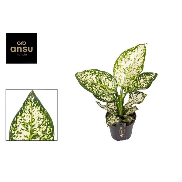 <h4>Aglaonema Ivory Jade</h4>