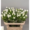 Campanula Champ Whit