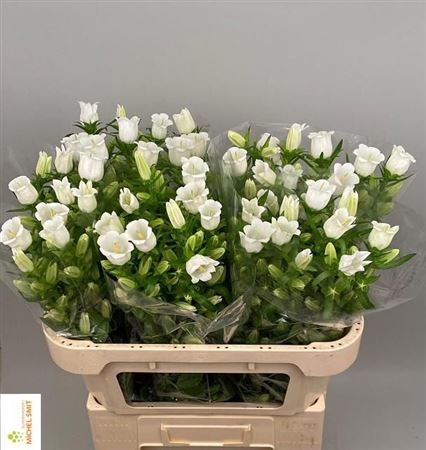 Campanula Champ Whit