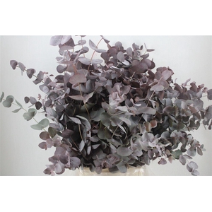 Euca Cinerea Red Abs P Bunch