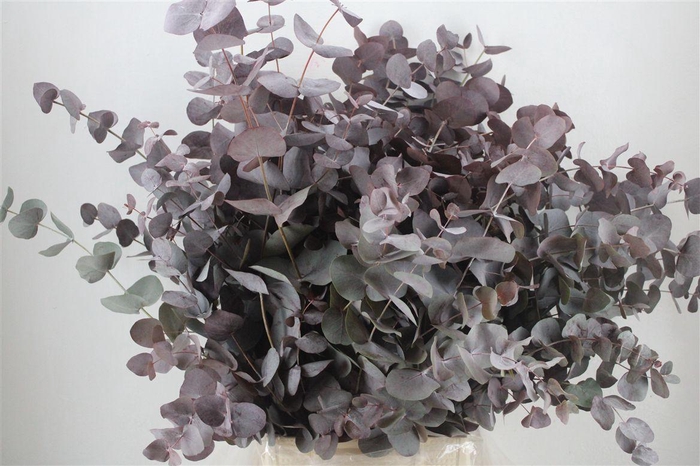 <h4>Euca Cinerea Red Abs P Bunch</h4>