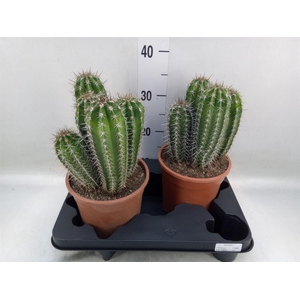 Cereus   ...