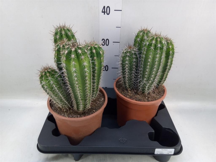 <h4>Cereus   ...</h4>