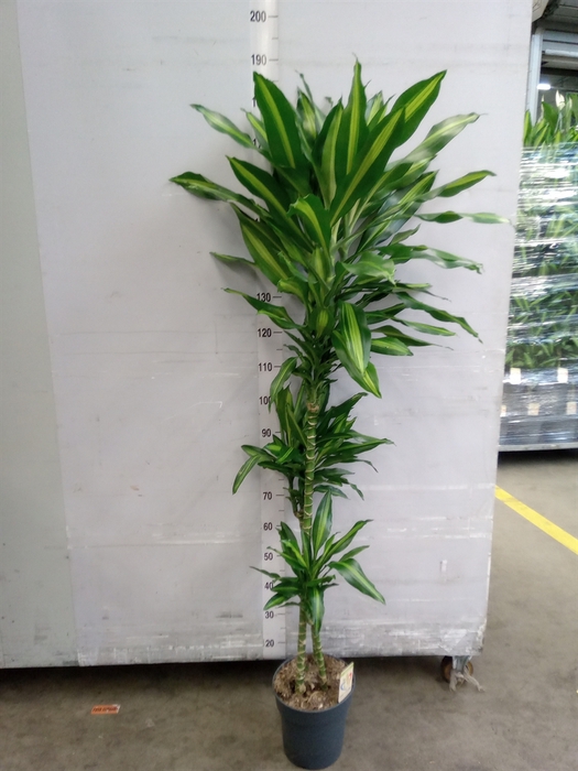 <h4>Dracaena frag. 'Cintho'</h4>