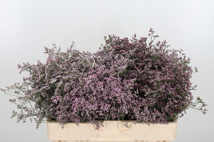 <h4>Lim Saf Oshi Pink</h4>