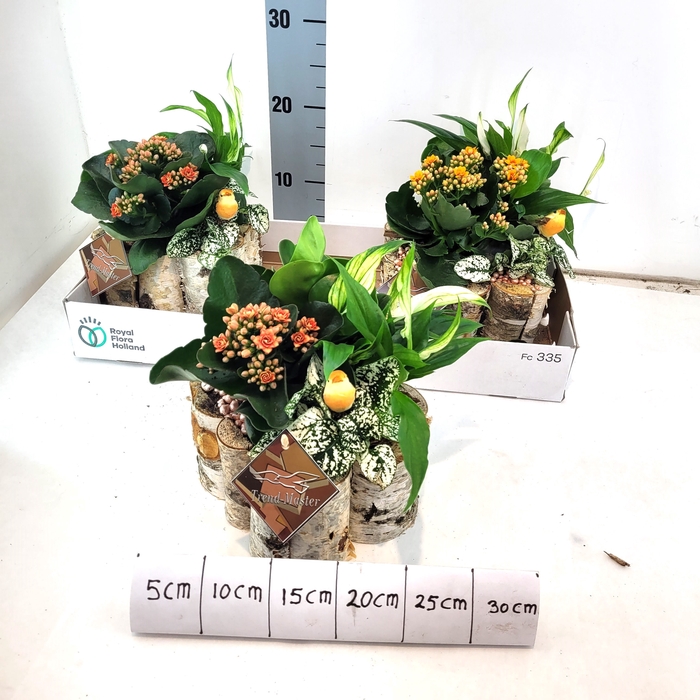 <h4>ARR TUINPLANTEN</h4>