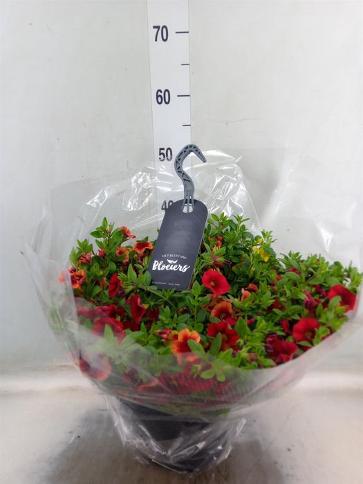 <h4>Calibrachoa   ...</h4>