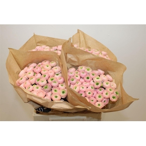 Ran Elegance Pink Perfection