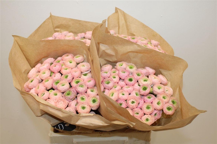 <h4>Ran Elegance Pink Perfection</h4>