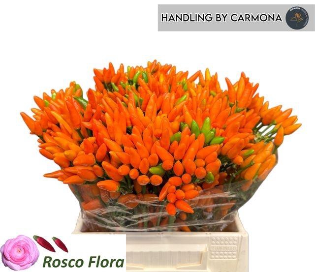 <h4>CAP ORANGE FIRE</h4>