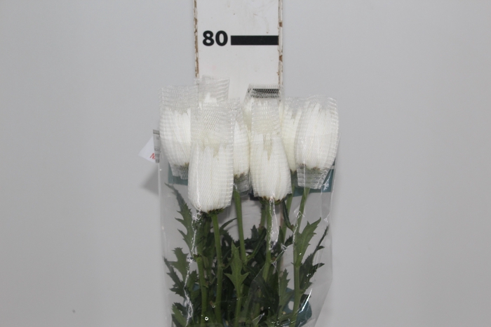 <h4>ANASTASIA HERRERA 080 CM BRANCO</h4>