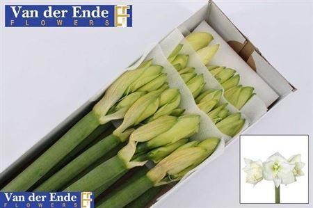 <h4>Hipp Ga Mont Blanc</h4>