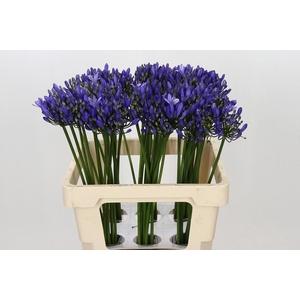 Agapanthus  'Uri'