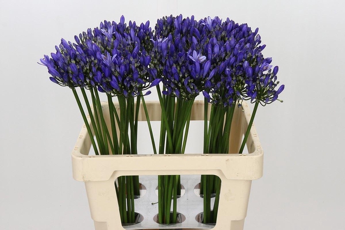 <h4>Agapanthus  'Uri'</h4>