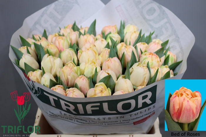 <h4>TU DU BED OF ROSES</h4>