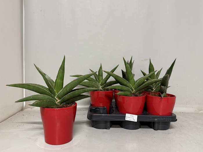 <h4>SANSEV EHR SAMURAI</h4>