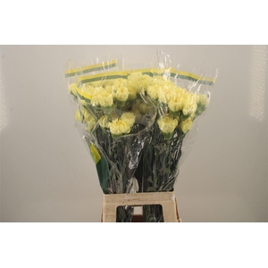 Di St Diletta Yellow