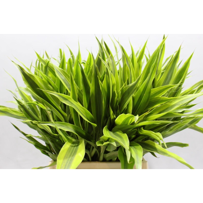 <h4>Sanderiana Gold 50 Cm</h4>