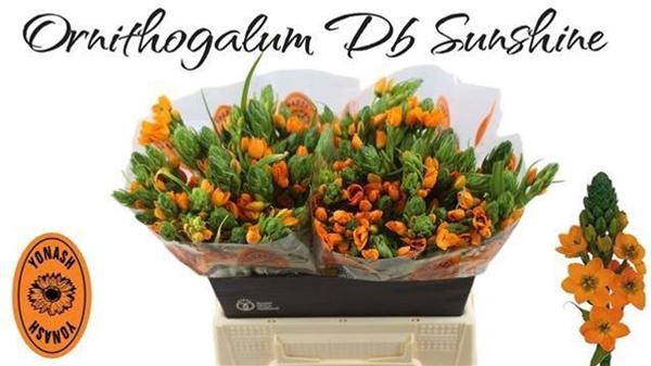 <h4>ORNIT DU SUNSHINE</h4>