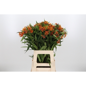 Asclepias