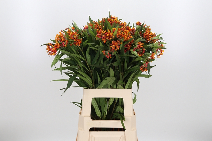 <h4>Asclepias</h4>