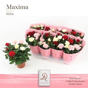 Rosa Amorosa mixed