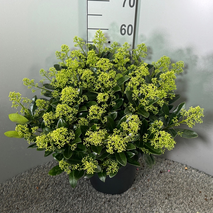 <h4>Skimmia japonica 'Finchy'</h4>