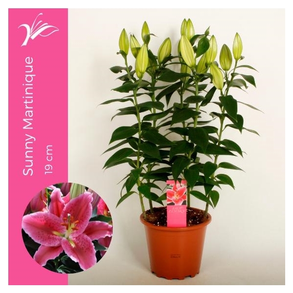 <h4>Lilium Sunny Martinique 19 cm (or. lelie)</h4>