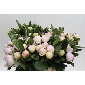 PAEONIA FLORENCE NICHOLLS