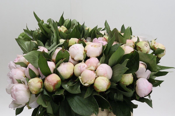 <h4>PAEONIA FLORENCE NICHOLLS</h4>